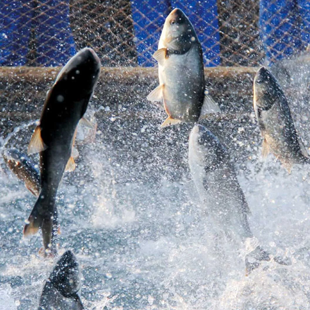 Sacrificio de los peces de acuicultura